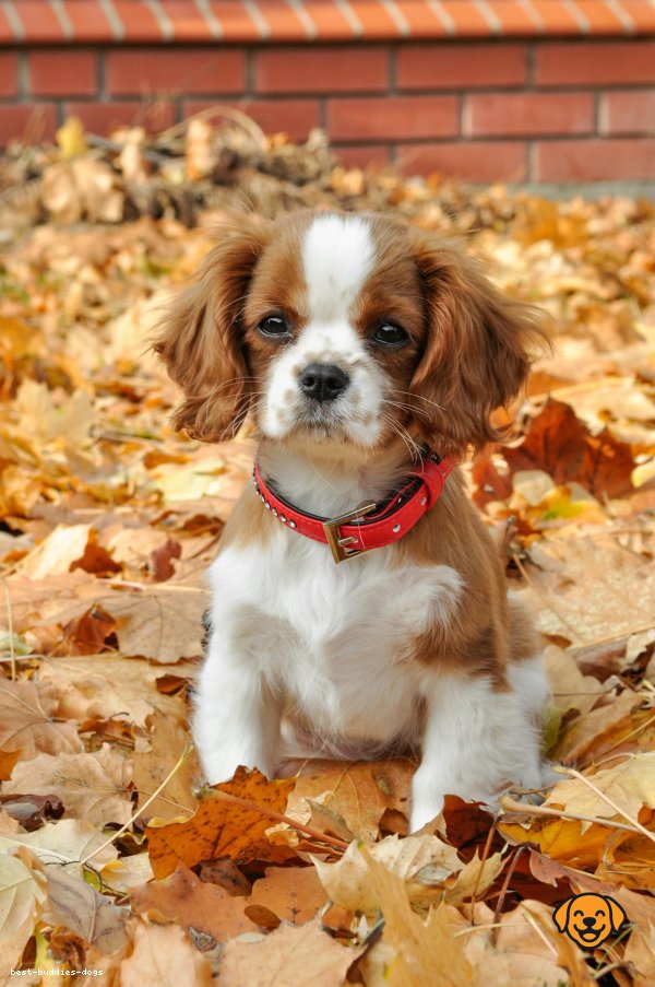 Cavalier King Charles Spaniel e Vaso - Stampe d'Arte da Parete Natura Morta con Cane Domestico – Opera d'Arte 8″x10″ per Cornice 11″x14″ all'ingrosso per il tuo negozio