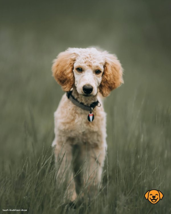 Dog Breed - poodle-miniature